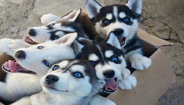 Husky: the most lovely dogs, 23 photos