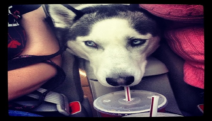 Husky: the most lovely dogs, 23 photos