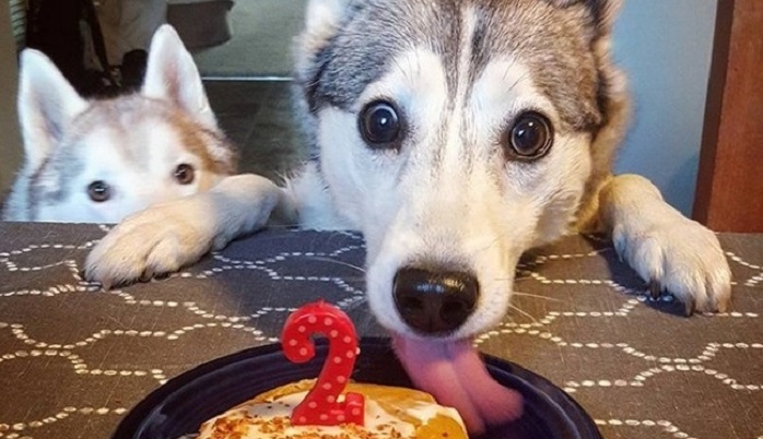 Husky: the most lovely dogs, 23 photos