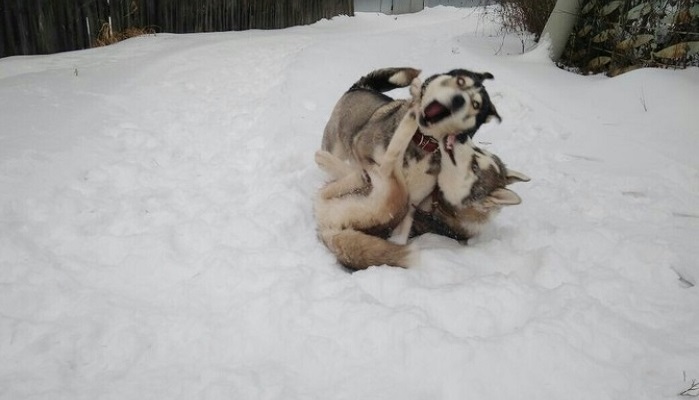 Husky: the most lovely dogs, 23 photos