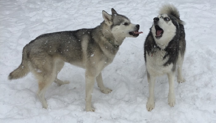 Husky: the most lovely dogs, 23 photos