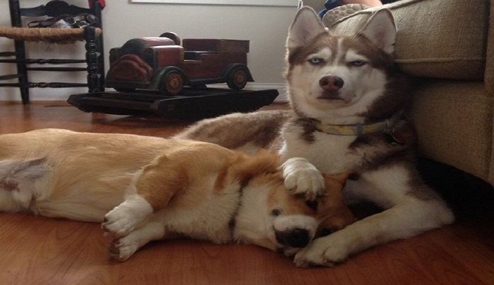 Husky: the most lovely dogs, 23 photos