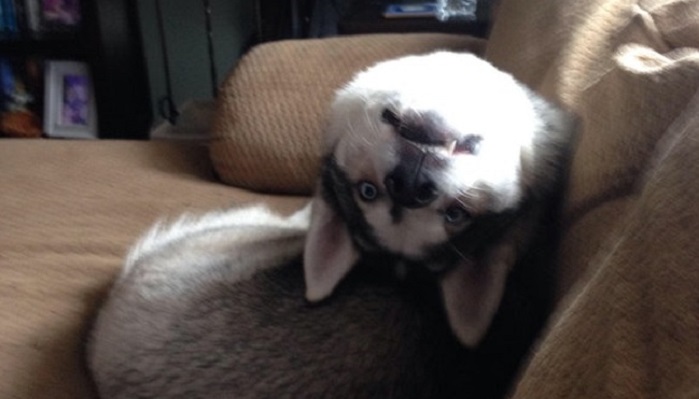 Husky: the most lovely dogs, 23 photos