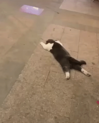 Funny Cats Compilation 2021