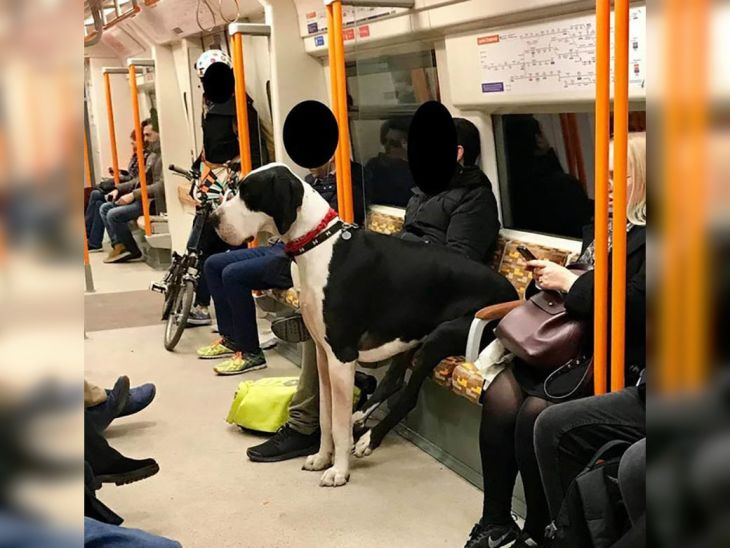 Crazy People in Public Transport