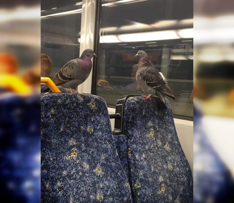 Crazy People In Public Transport Page 9 Of 25 Inpic