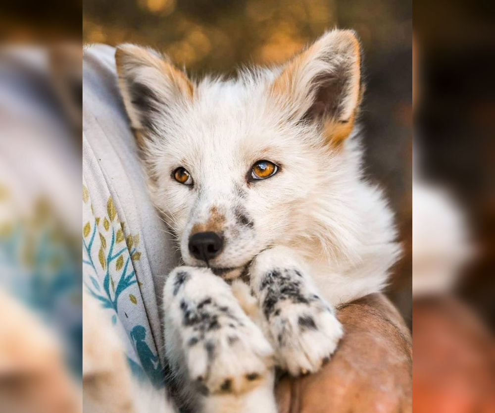 Wild Wonders: Stunning Fur Colors in the Animal World