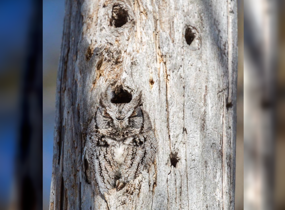 Masters of Disguise: 30 Playful Camouflage Photos