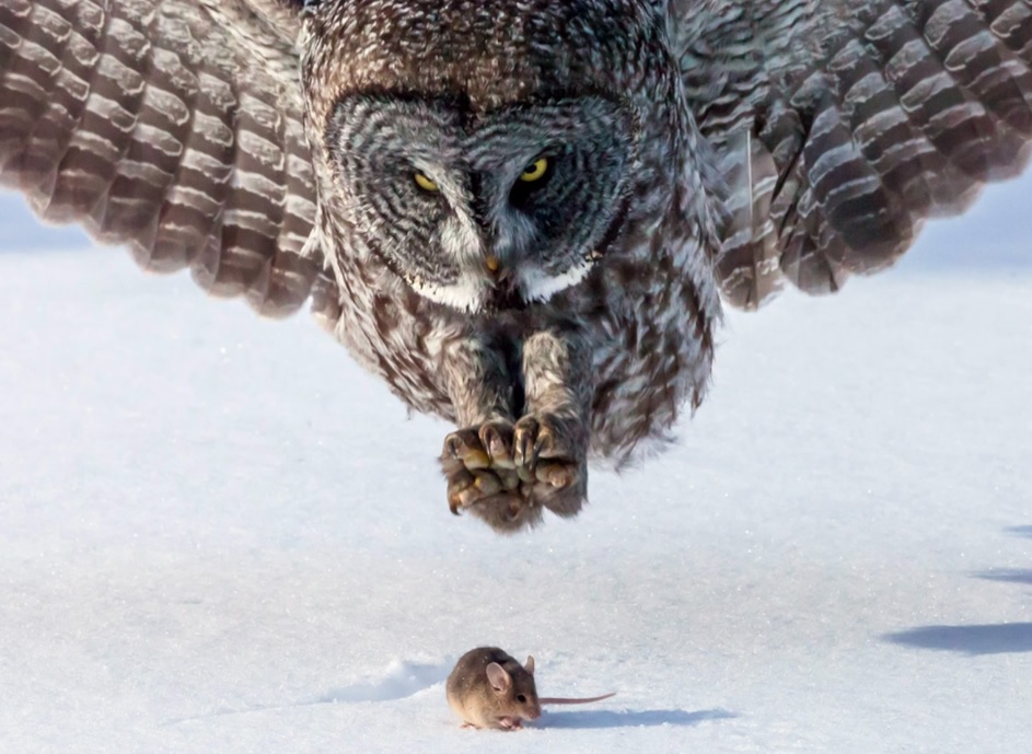 In the Blink of an Eye: Perfectly Timed Animal Portraits
