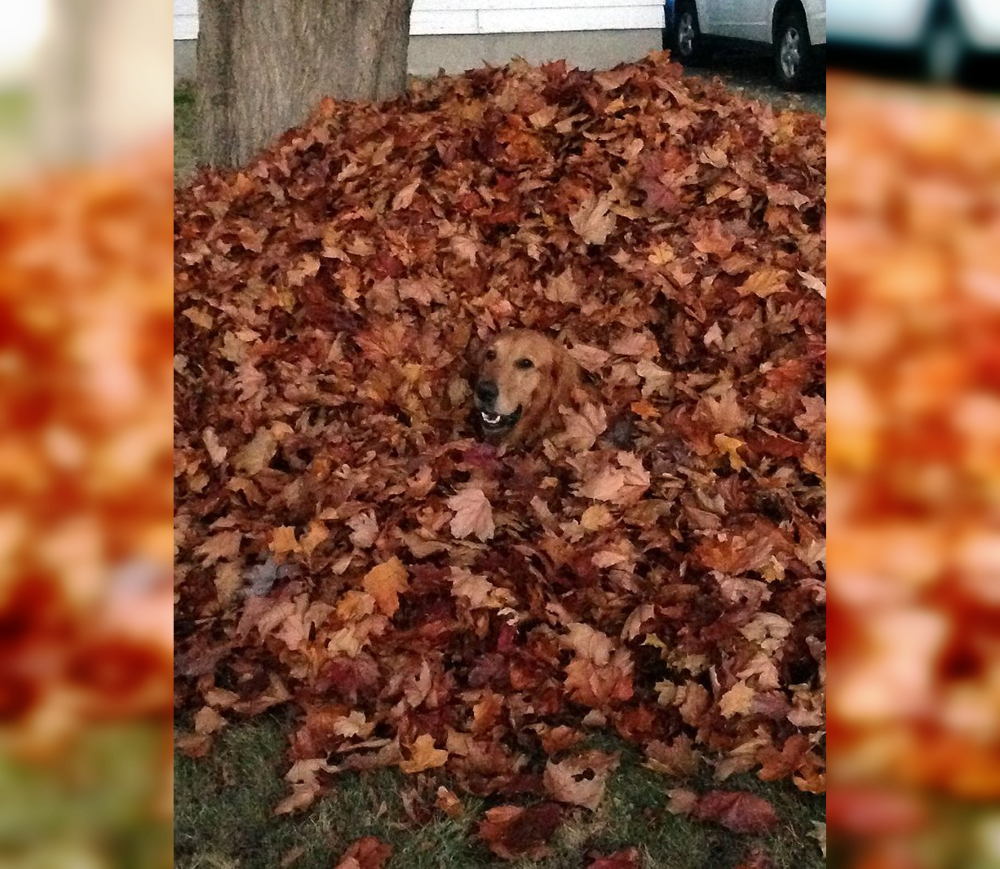 Masters of Disguise: 30 Playful Camouflage Photos