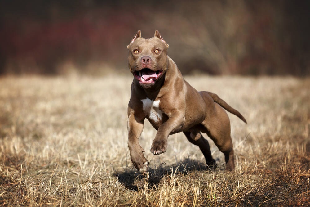 From Furry Friends to Fearsome Foes: The Riskiest Dog Breeds