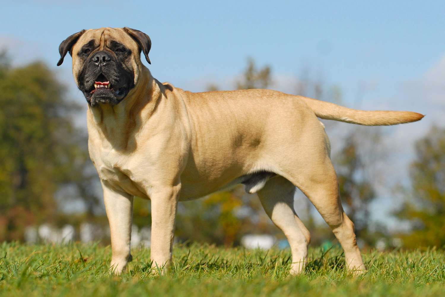 From Furry Friends to Fearsome Foes: The Riskiest Dog Breeds
