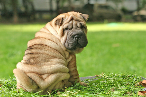 Top 25 Rarest and Most Expensive Dog Breeds