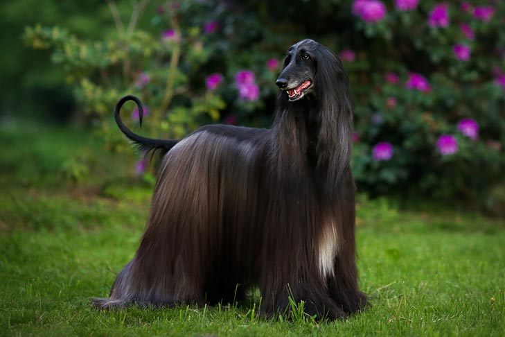 Top 25 Rarest and Most Expensive Dog Breeds
